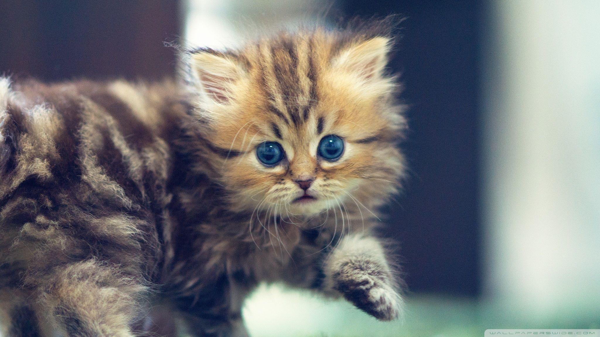2048x1152 Cute Funny Kitten ❤ 4K HD Desktop Wallpaper for 4K Ultra HD TV