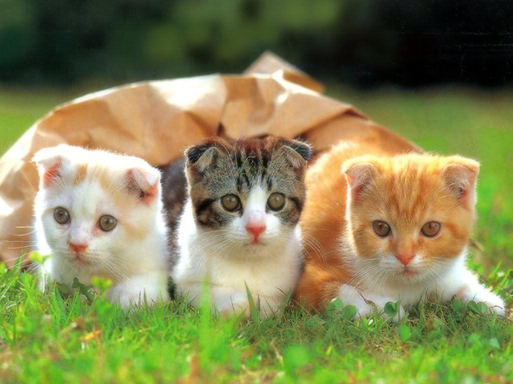 1024x768 cute kittens & cats photo.. cute funny kitten picture very cute