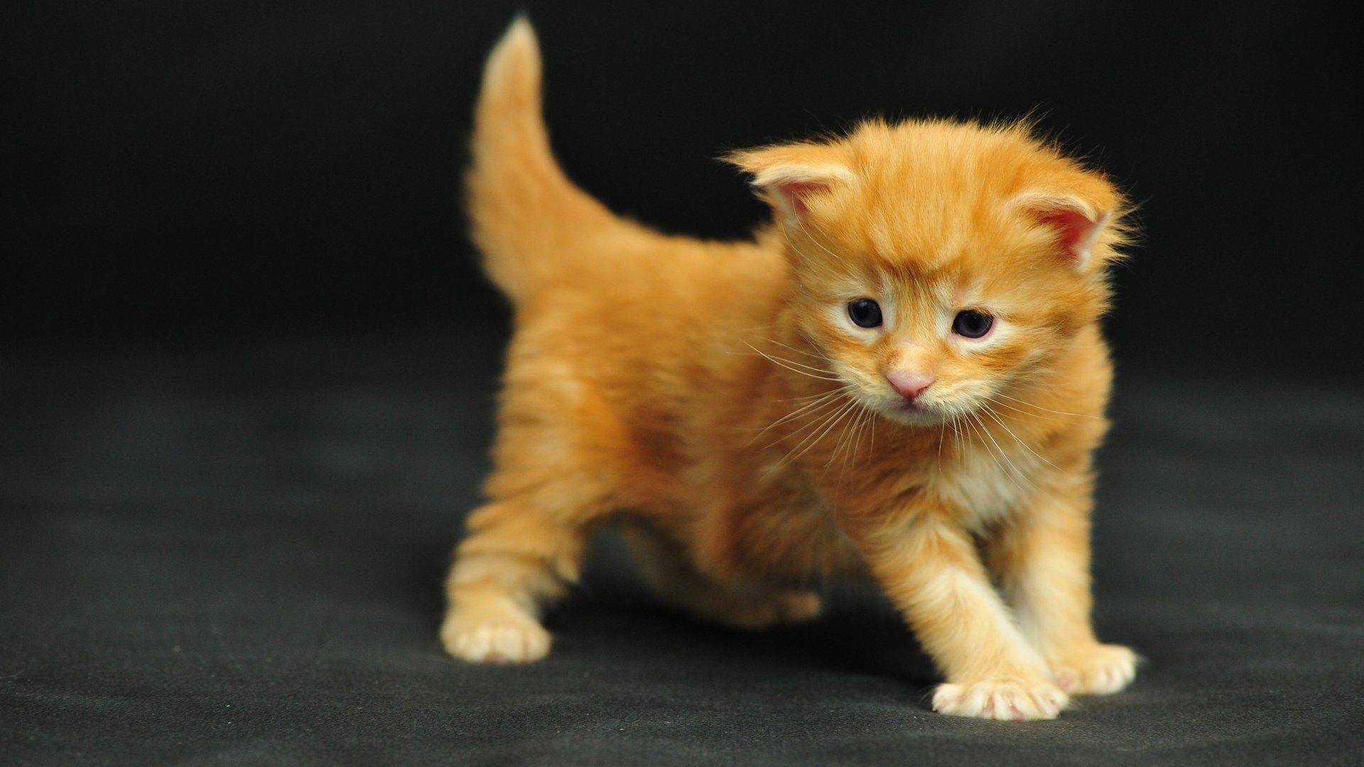 1920x1080 Funny Kitten Wallpaper