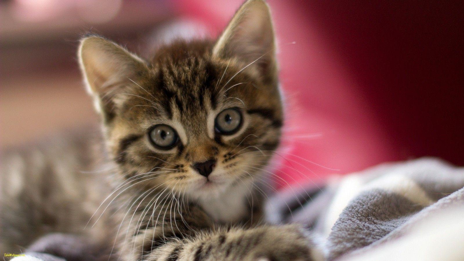 1600x900 Funny Kitten Picture
