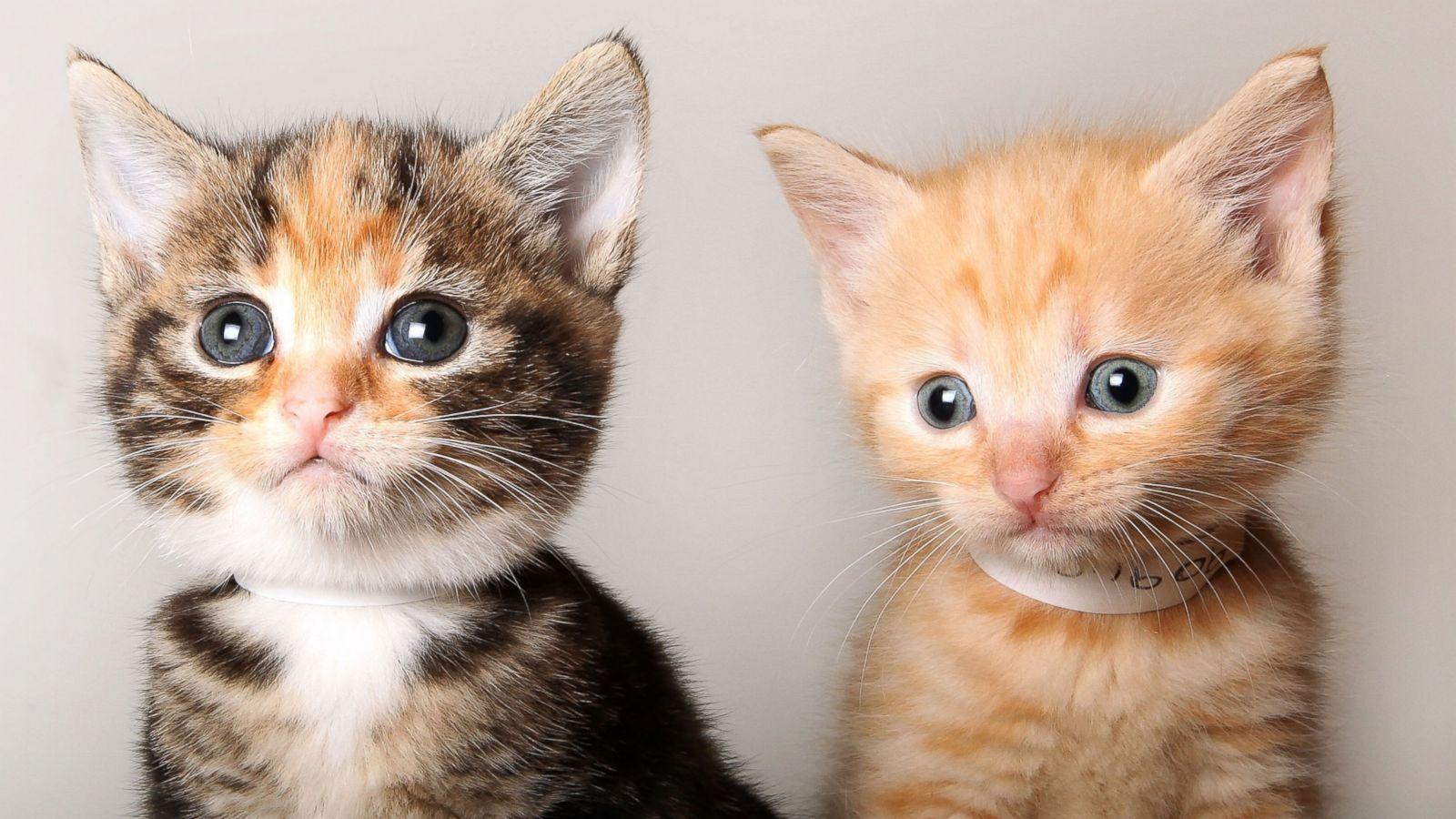 1600x900 funny kitten wallpaper Desktop Wallpaperk HD