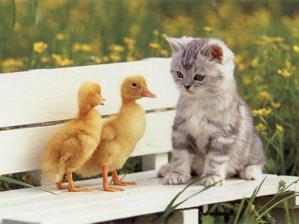 1024x768 kitten wallpaper