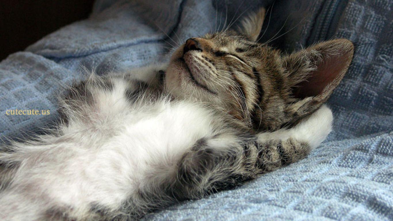 1366x768 Top Ten Cute Cute Kitten Sleeping. Kittens cute wallpaper
