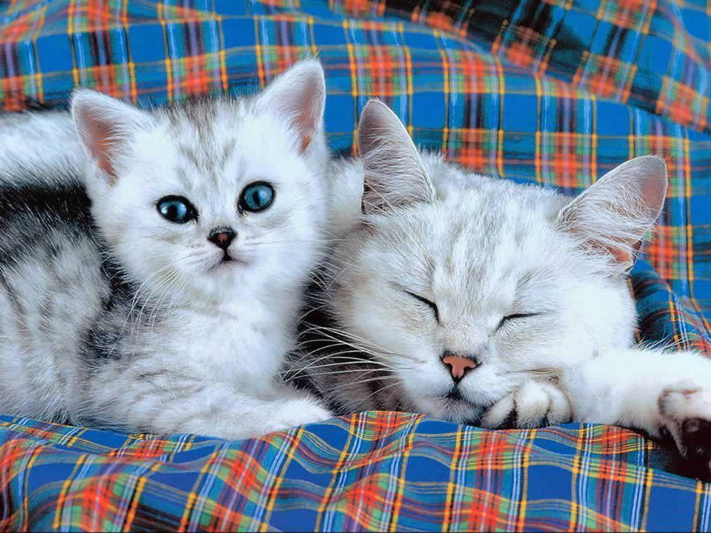 1024x768 Cute & Funny Kitten. New Picture Image Cute And Docile