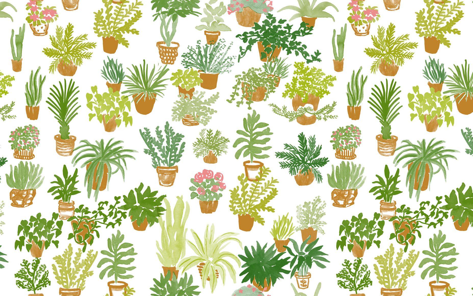 Botanical Desktop Wallpapers - Top Free Botanical Desktop Backgrounds