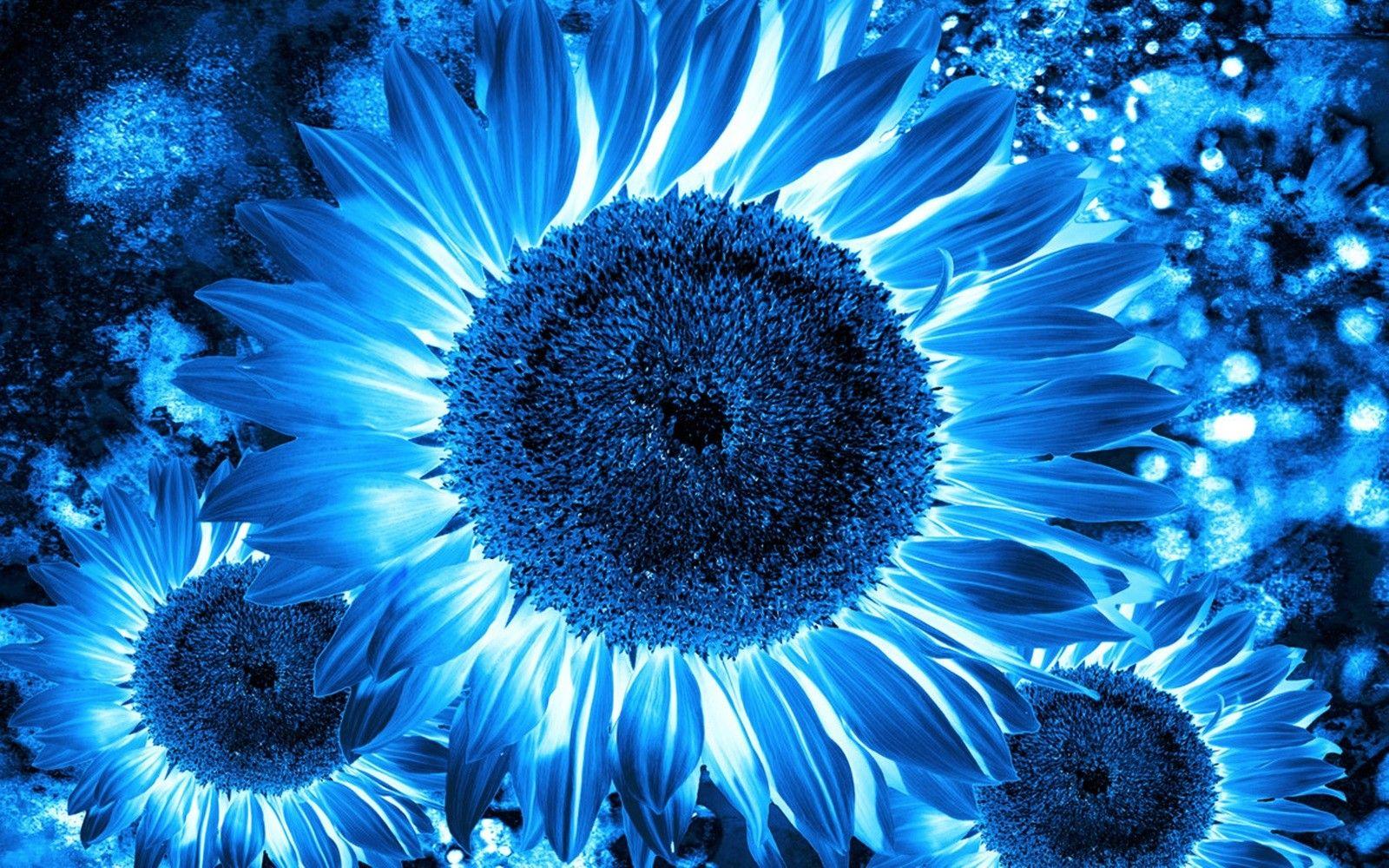 1600x1000 Flower: Art Sunflower Blue Photohop Flower Wallpaper Laptop HD 16:9