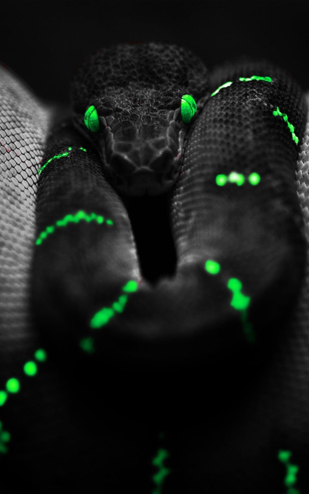 1000x1600 Neon Green Wallpaper (1000x1600)