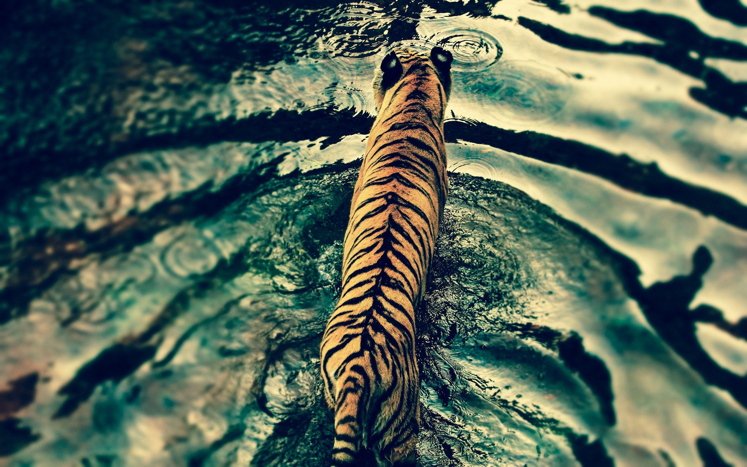 2880x1800 nature, Water, Tiger, Rain Wallpaper HD / Desktop and Mobile Background