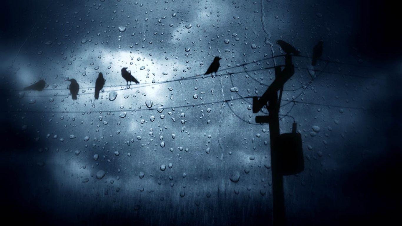1366x768 Free download The Birds In The Rain HD Wallpaper Animals Wallpaper [1440x900] for your Desktop, Mobile & Tablet. Explore Rain Wallpaper HD. Beautiful Wallpaper Image, Rainy Day Wallpaper, Beautiful