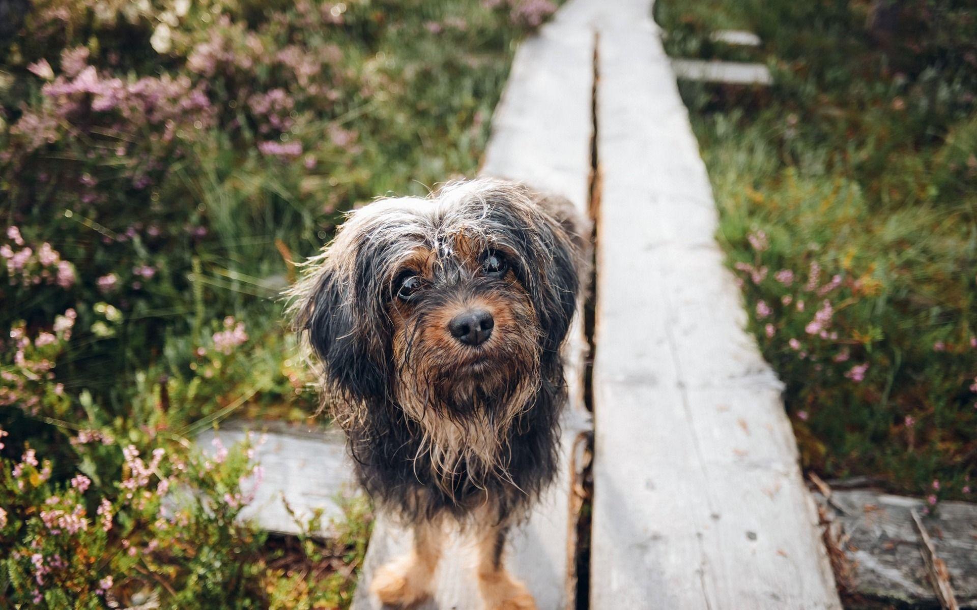1920x1200 Download wallpaper small dog, cute animals, Yorkshire terrier, pets, rain, puppy for desktop with resolution 1920x1200. High Quality HD picture wallpaper