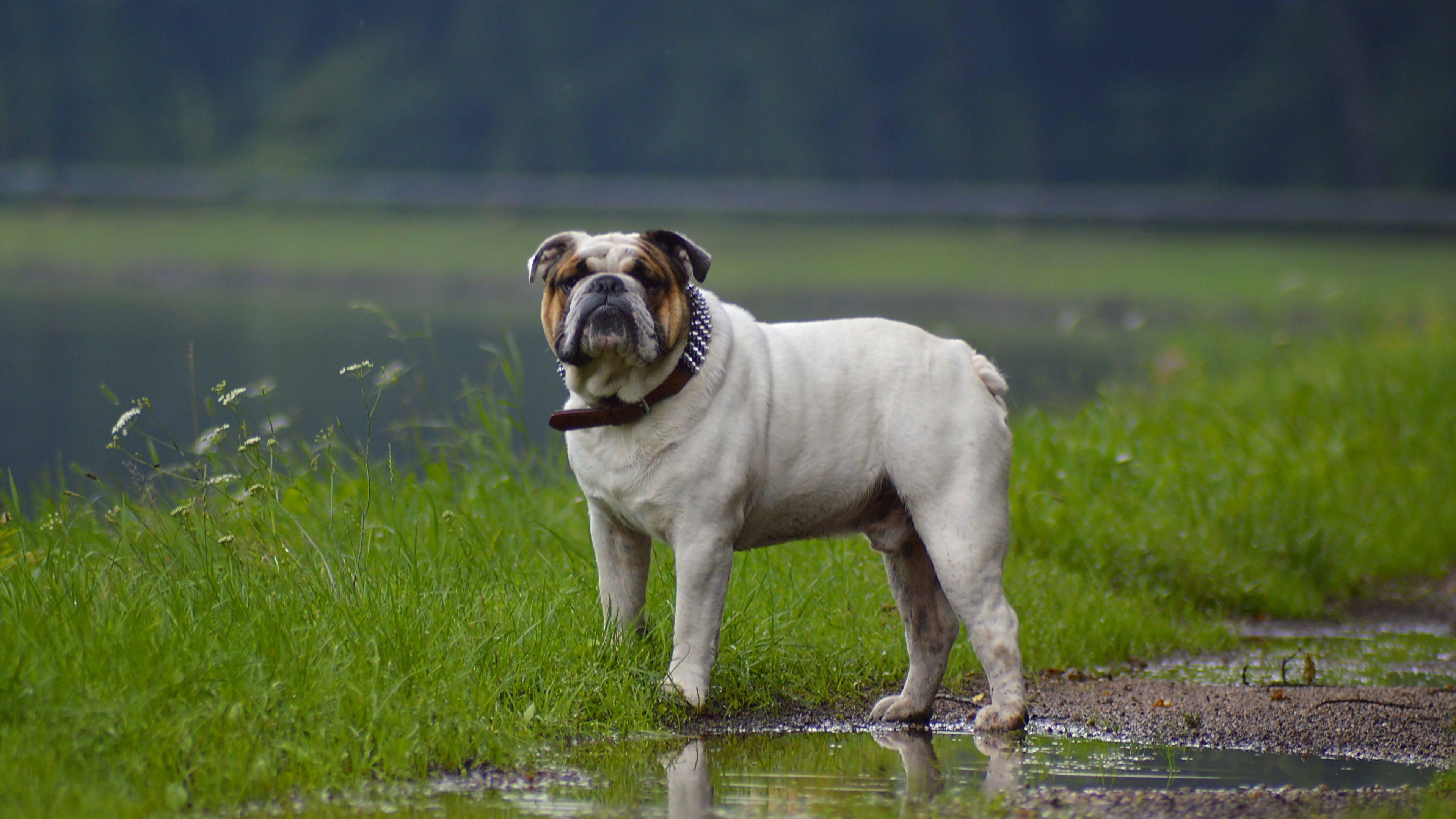 3840x2160 Wallpaper 4k Bulldog In Rainy Weather 4k Wallpaper, Animals Wallpaper, Bulldog Wallpaper, Dog Wallpaper, Hd Wallpaper, Rain Wallpaper