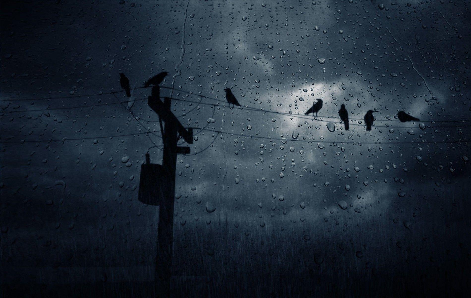 1900x1200 Download Wallpaper, Download 1900x1200 rain glass post cables birds 1900x1200 wallpaper Animals HD Wallpaper, Hi Res Animals Wallpaper, High Definition Wallpaper