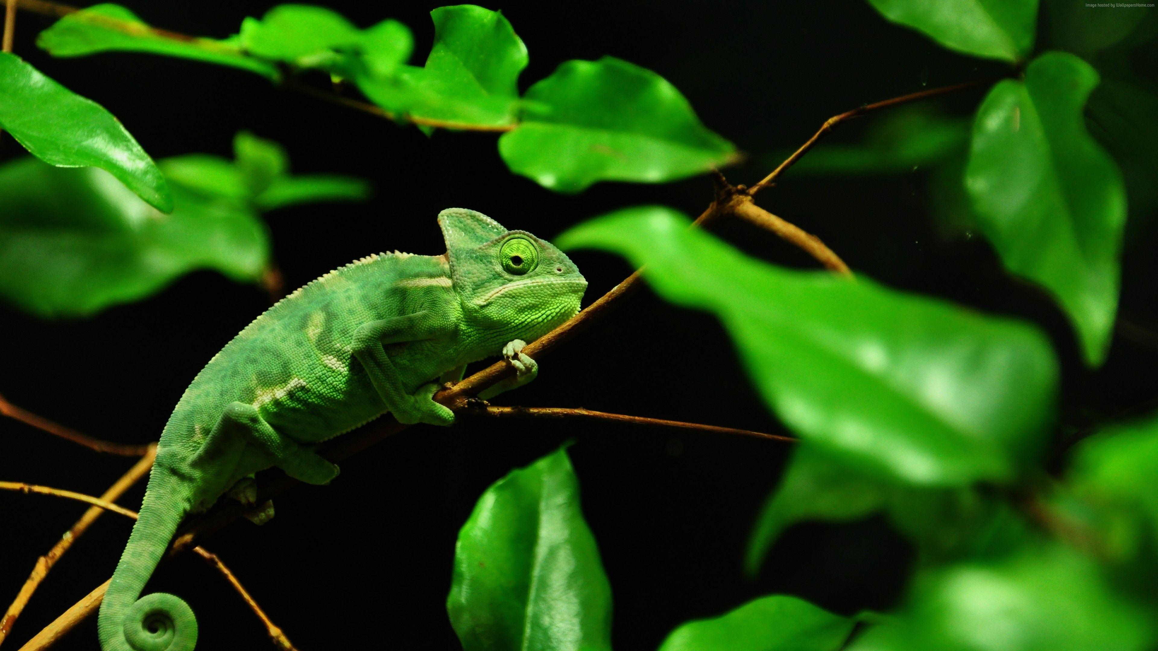 3840x2160 Wallpaper Chameleon, Madagaskar, Rain Forest, Green, Leaves, Eyes, Black Background, Animals Wallpaper Download Resolution 4K Wallpaper