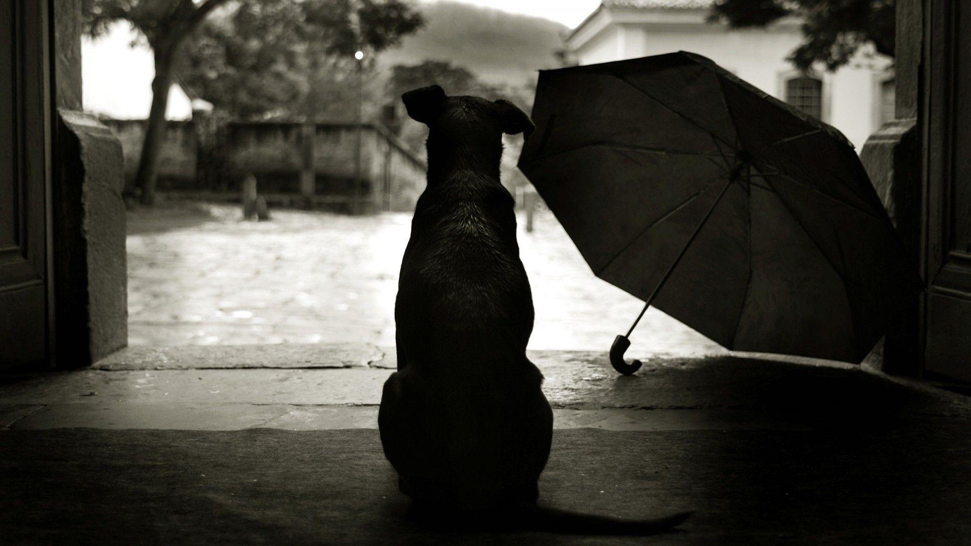 1920x1080 Animals dogs umbrella mood rain humor wallpaperx1080