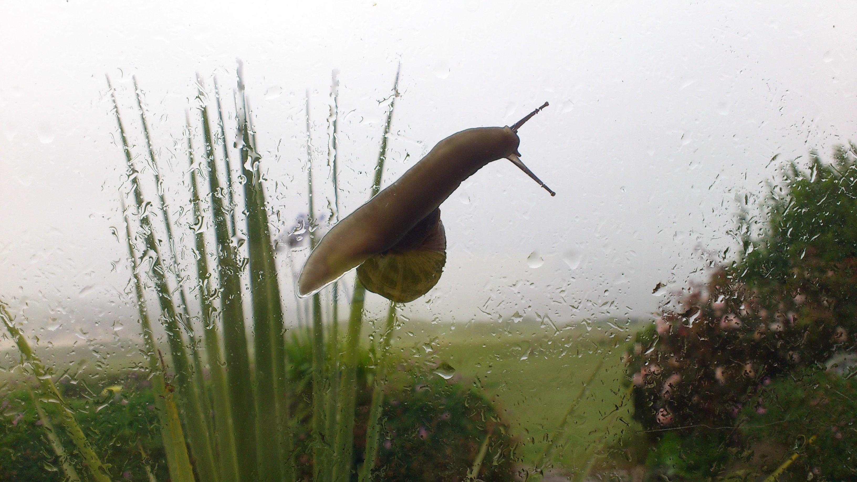 3264x1836 Download Wallpaper, Download rain snail 3264x1836 wallpaper Animals HD Wallpaper, Hi Res Animals Wallpaper, High Definition Wallpaper