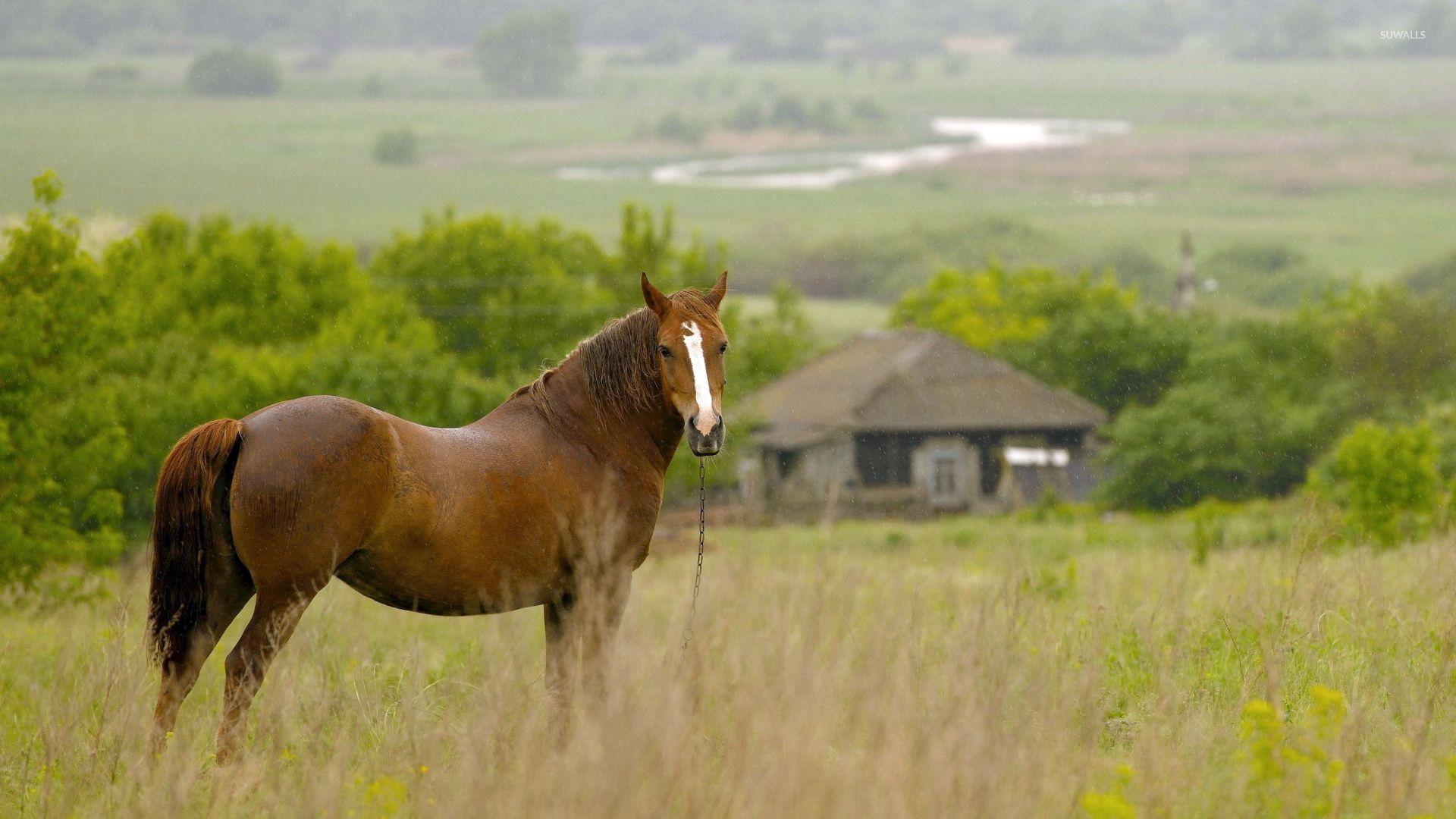 1920x1080 Horse in rain wallpaper wallpaper