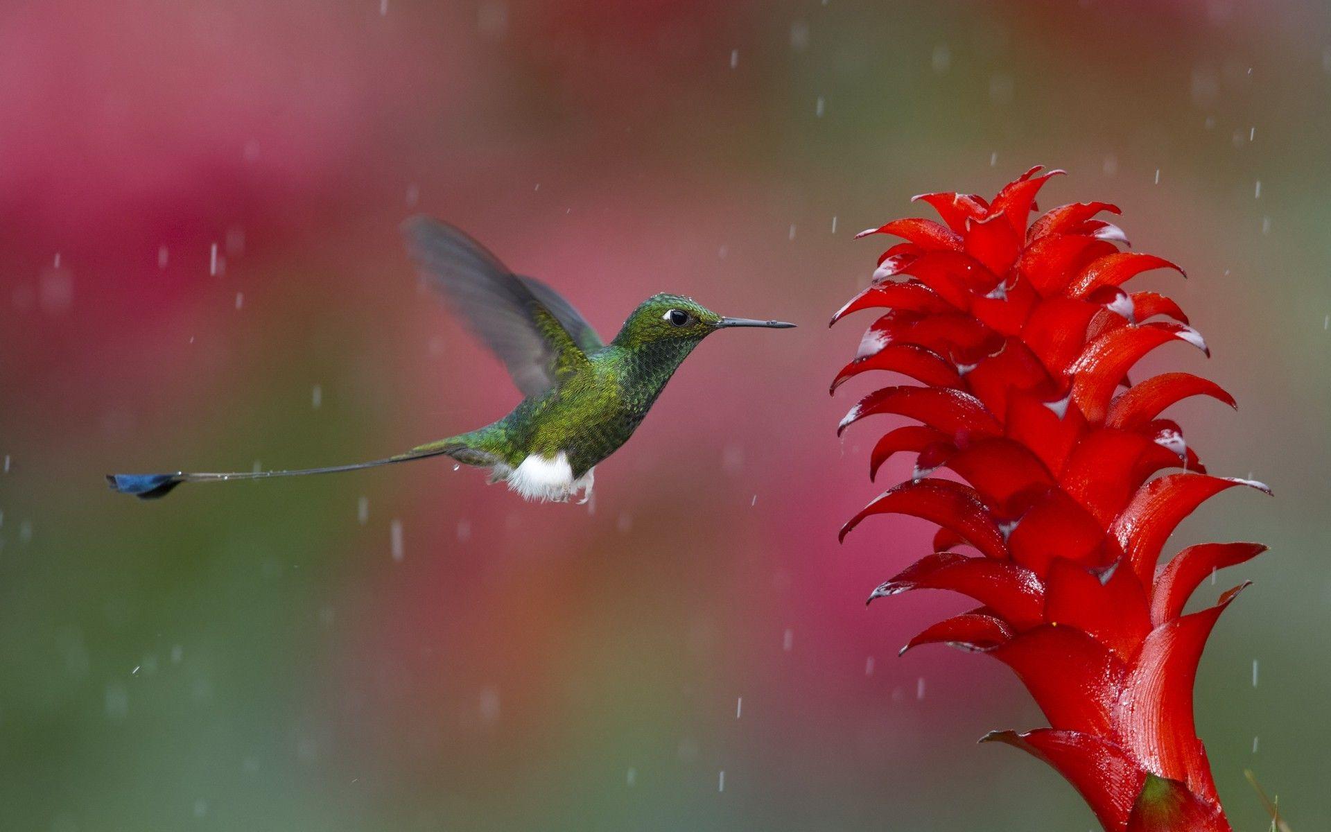 1920x1200 Nature Rain Wallpaper
