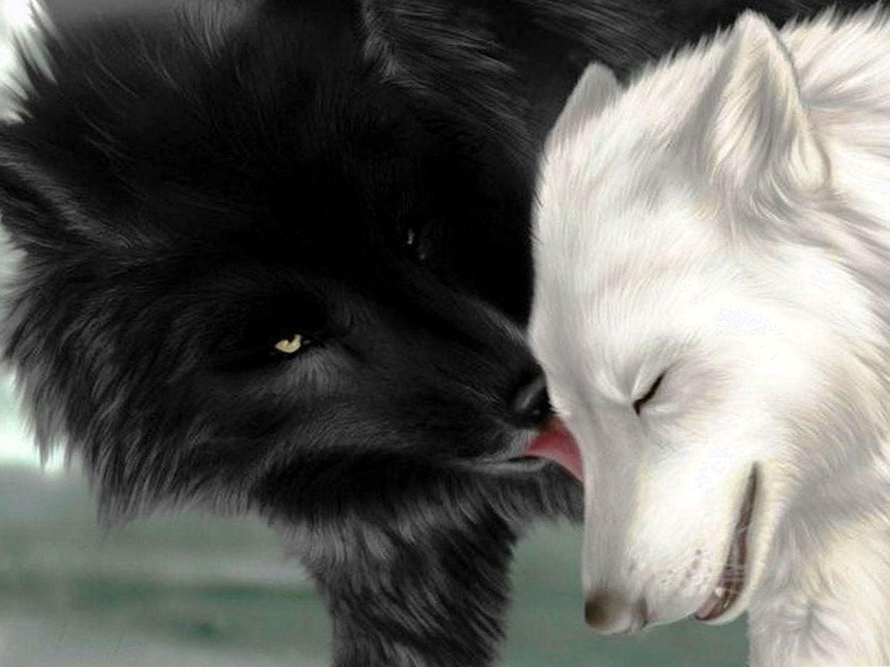 1259x944 Free Wolf Black And White Wallpaper HD Wallpaper.Pro
