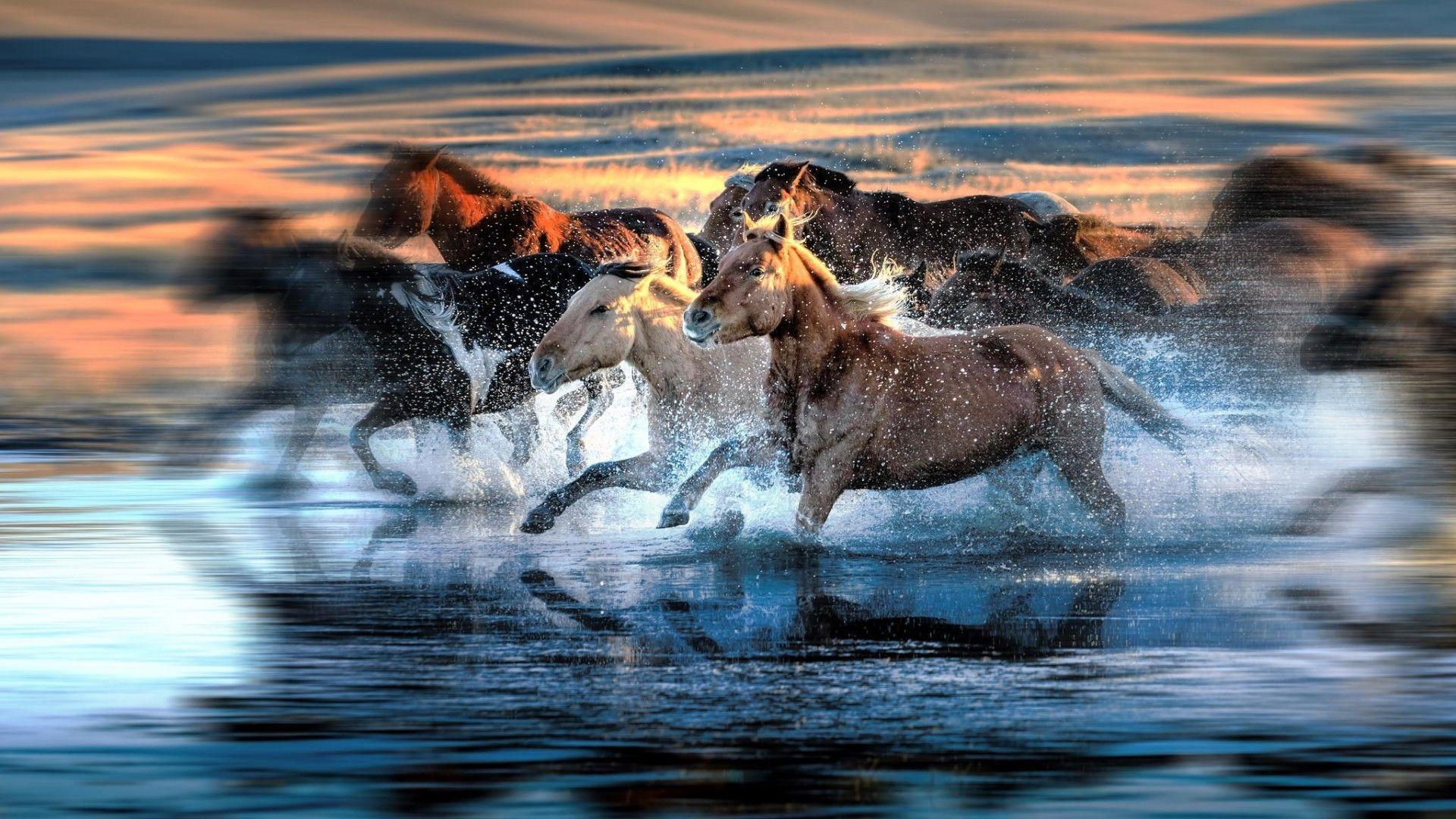 Horse Water Wallpapers - Top Free Horse Water Backgrounds - WallpaperAccess