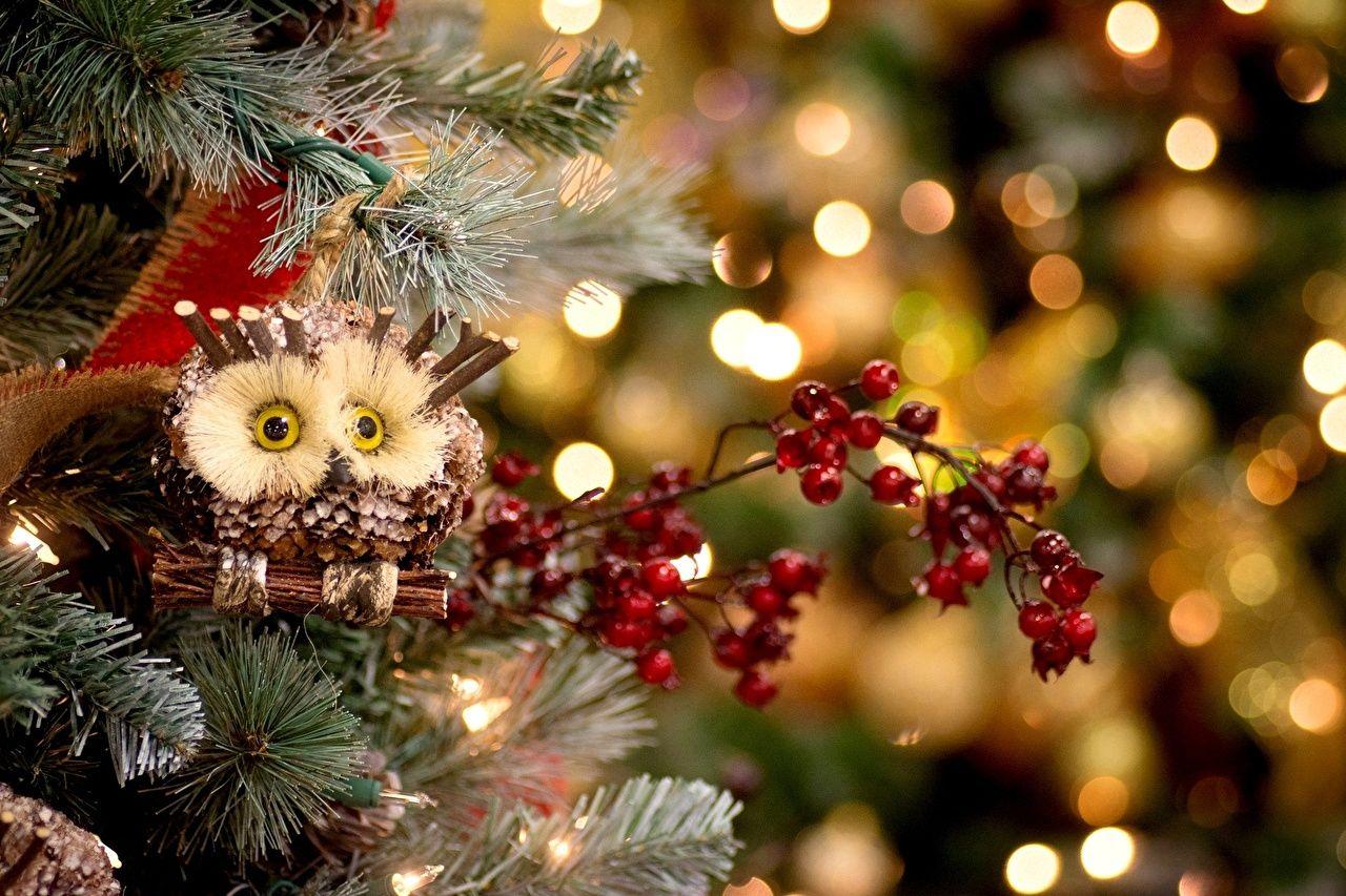 1280x853 Desktop Wallpaper owl Christmas Branches Toys animal Holidays