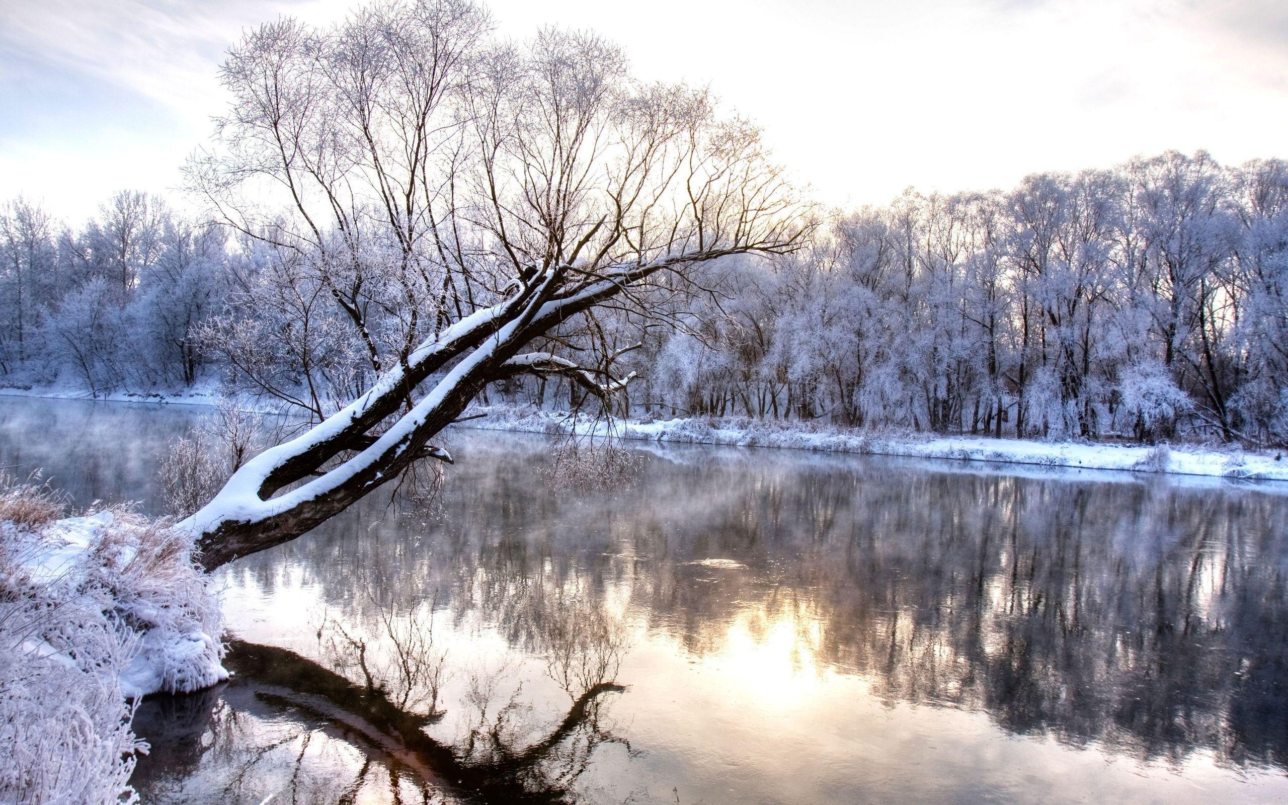 2560x1600 winter, River, With, A, Tree, Standing, Alone Wallpaper HD / Desktop and Mobile Background