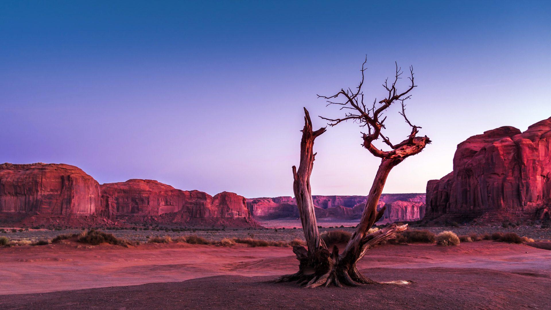 1920x1080 Dead Tree Alone Wallpaper for Free HD Download