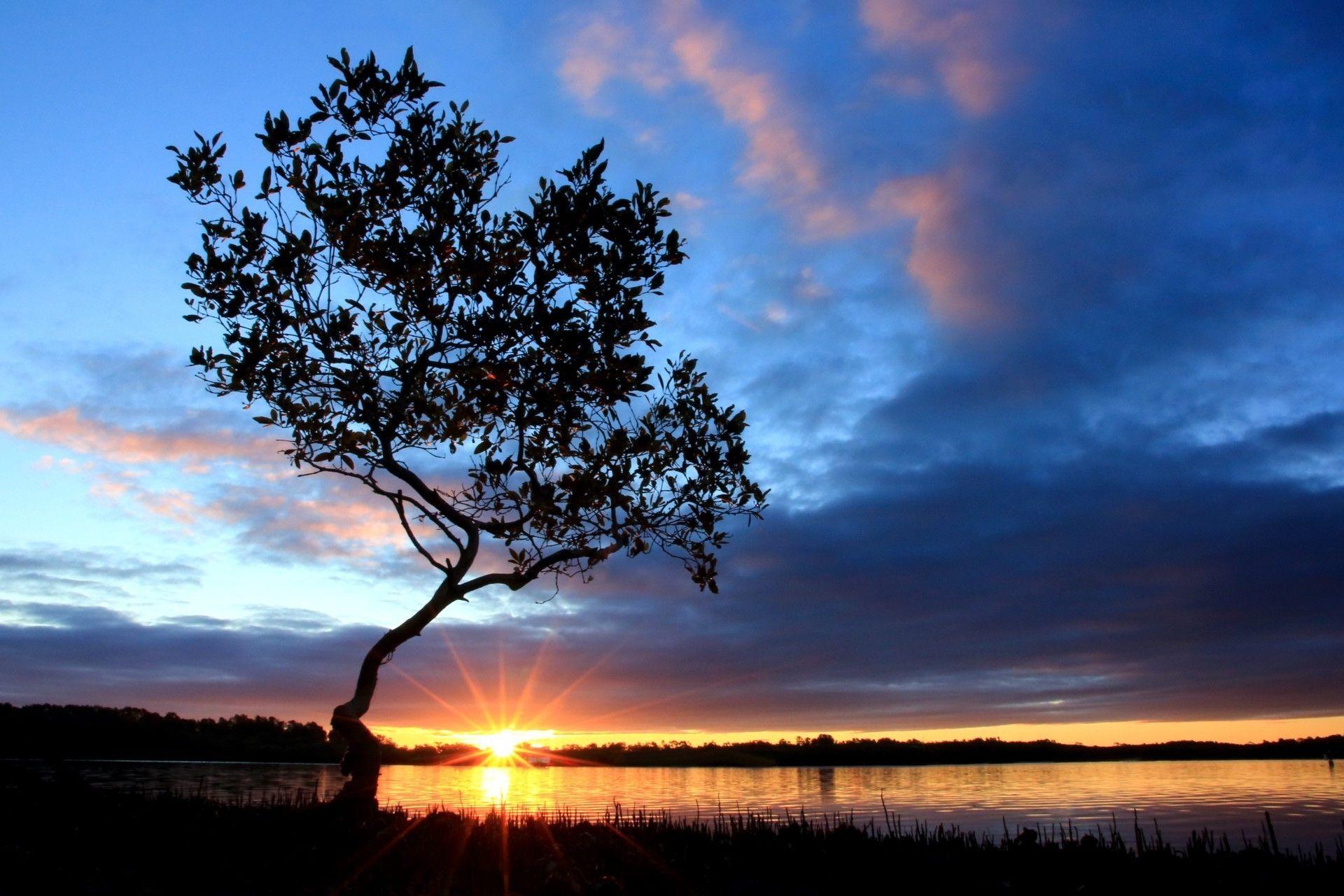 1920x1280 Sunset at the lake. Standing alone, the Bush hanging over the water
