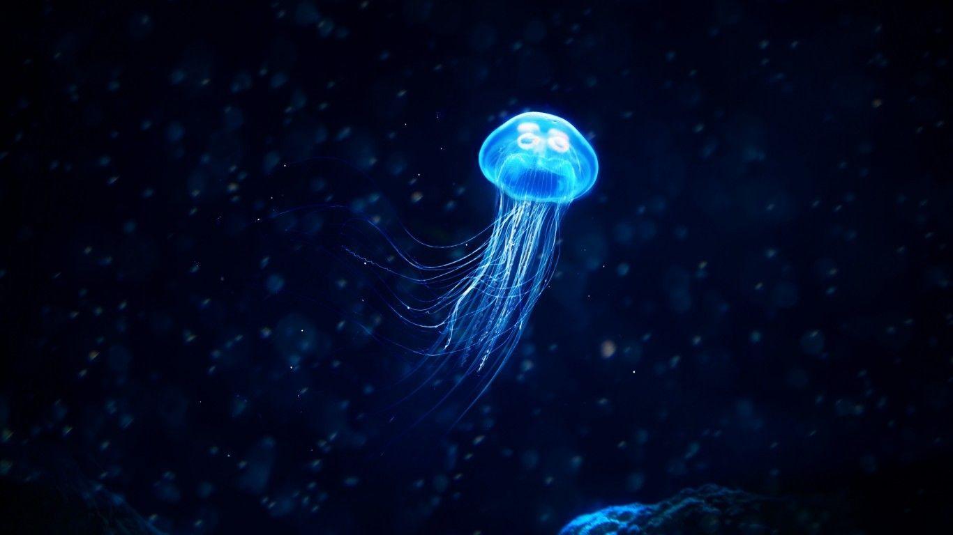 1366x768 Download 1366x768 Glowing Jellyfish, Underwater Wallpaper for Laptop, Notebook