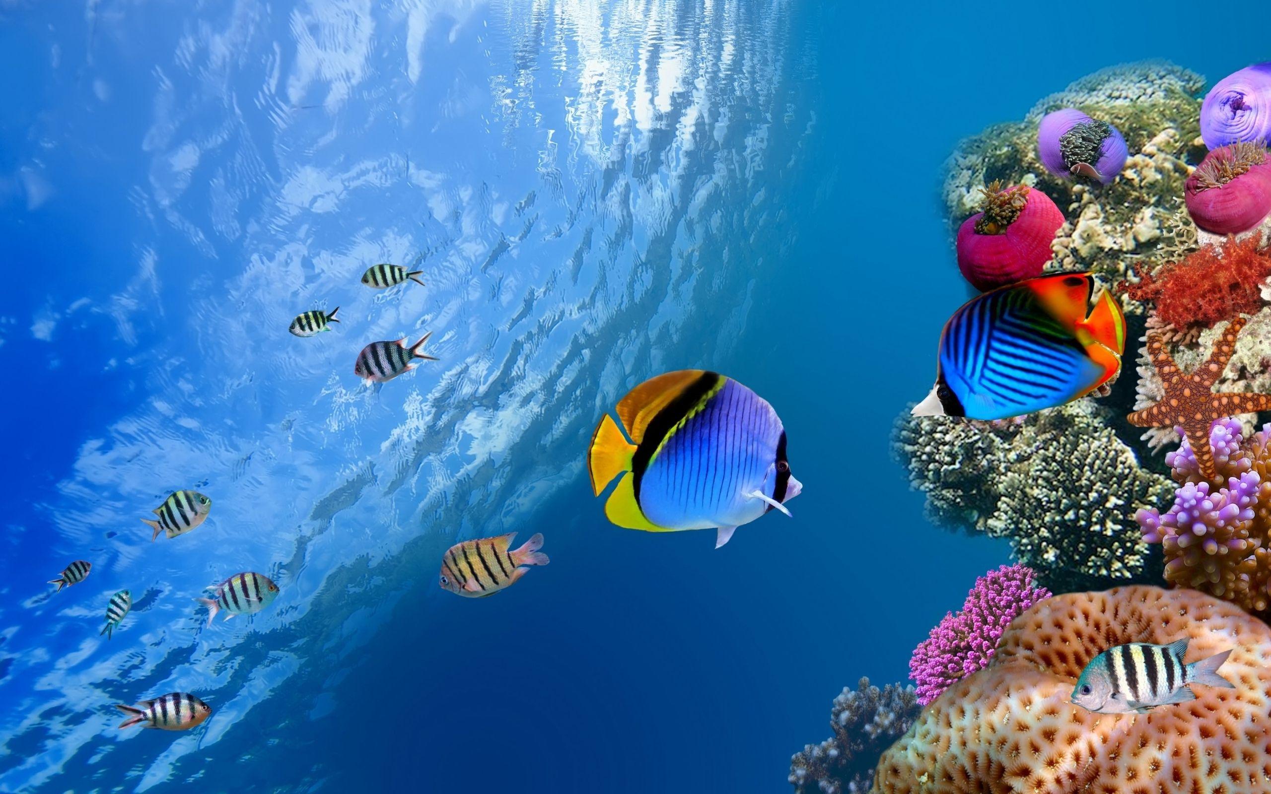 2560x1600 Best Ocean Mac Wallpaper Free HD Download