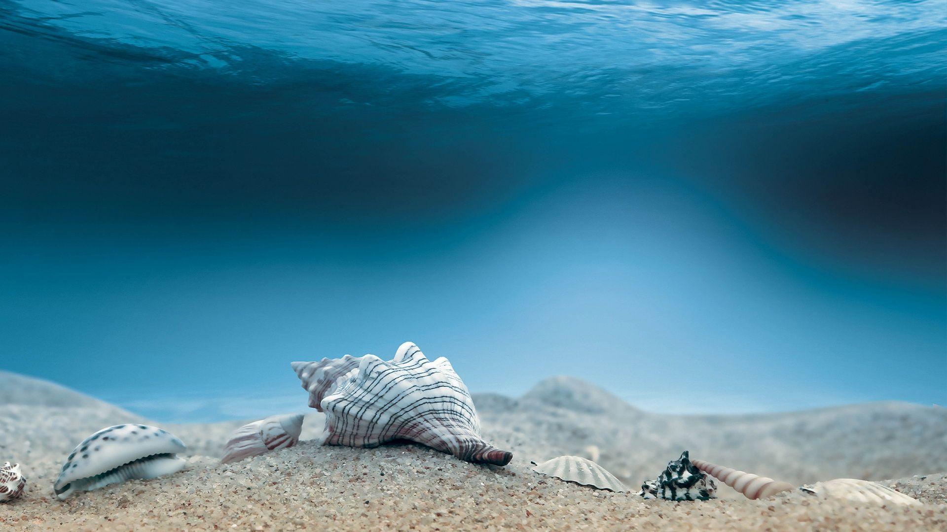 1920x1080 Underwater Sea Shells desktop PC and Mac wallpaper