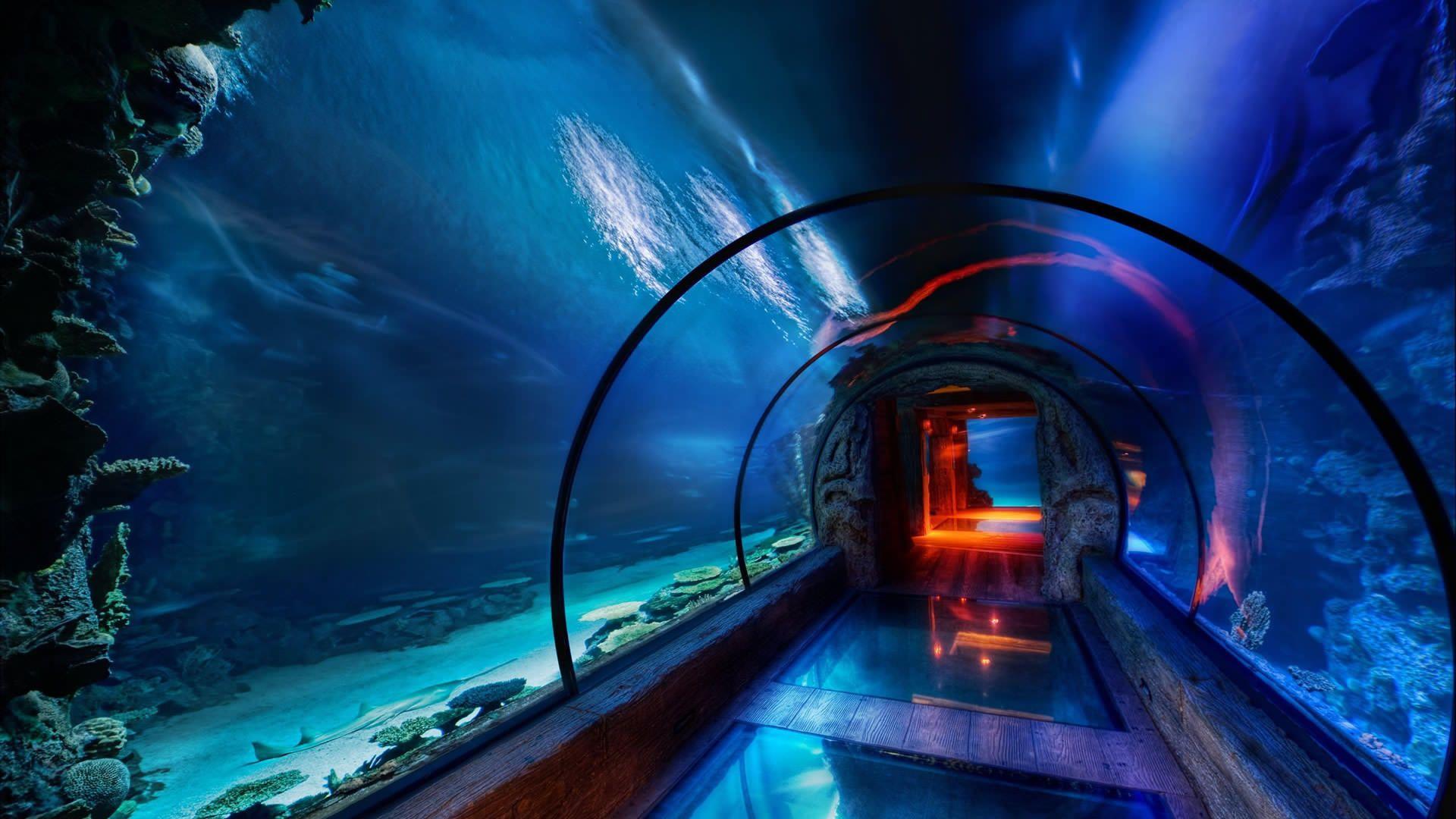 1920x1080 Underwater Wallpaper. Underwater Wallpaper, Moving Underwater Wallpaper and Tropical Underwater Wallpaper