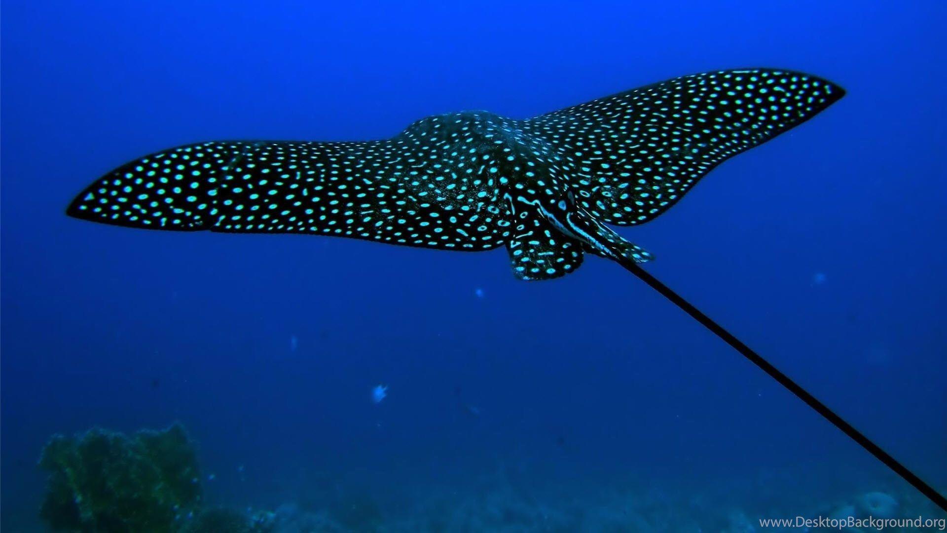 1920x1080 Underwater Ocean Background Wallpaper HD 1920x1080 Desktop Background