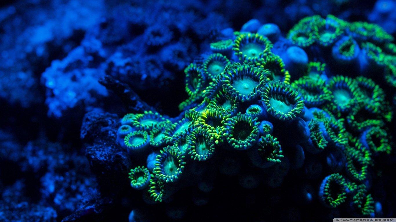 1366x768 Underwater wallpaper 1366x768 (laptop) desktop background