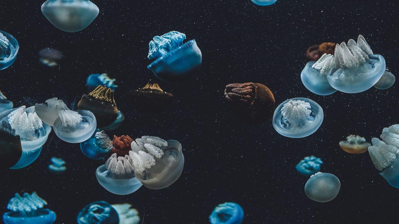1366x768 Download wallpaper 1366x768 jellyfish, underwater world, aquarium tablet, laptop HD background