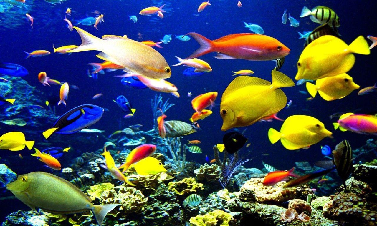 1280x768 Tropical Fish Underwater World Sea Okean HD Wallpaper For Laptop And PC :