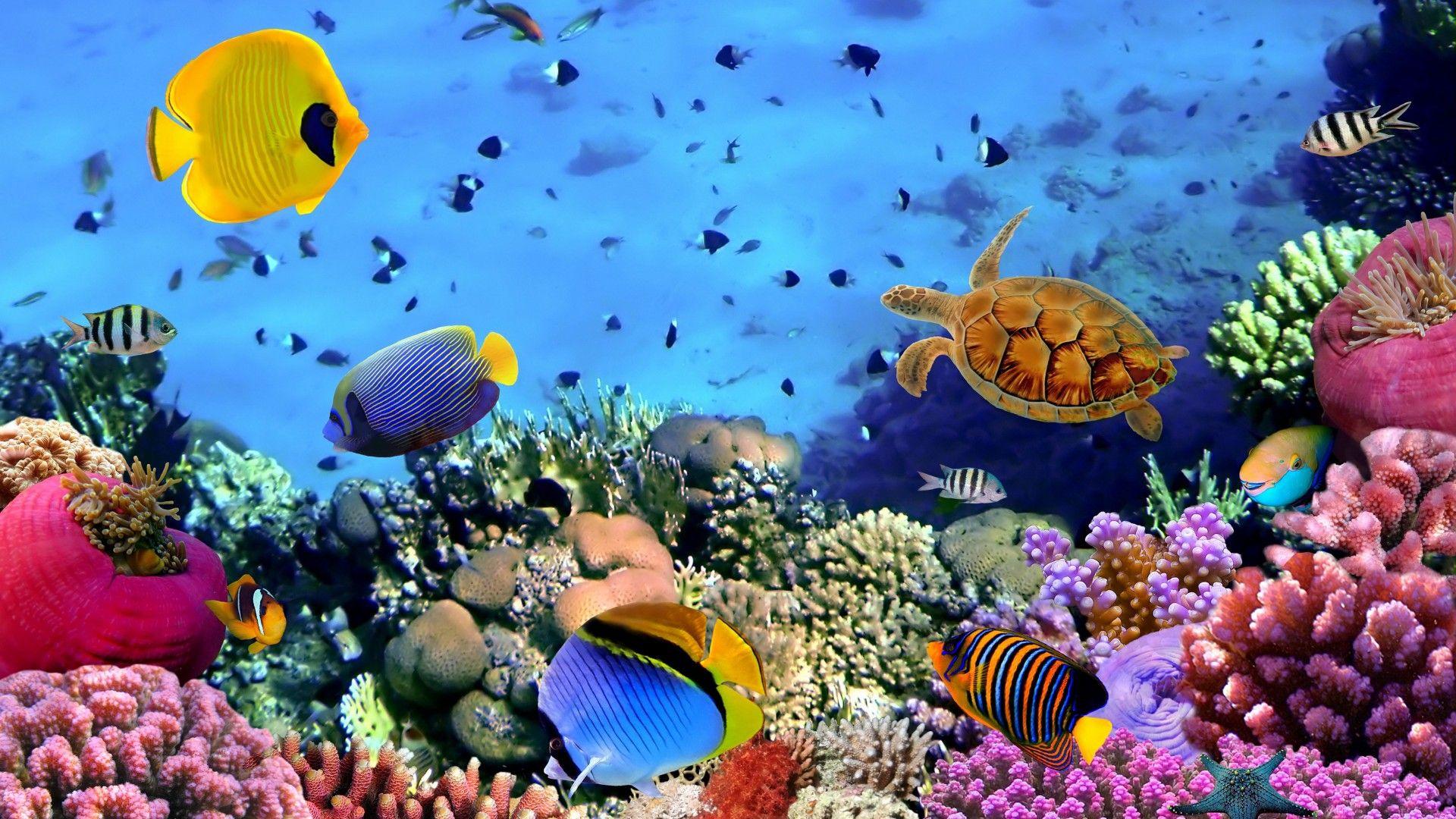 1920x1080 Fish, Corals, Turtle Beautiful Underwater Wallpaper HD Widescreen 5000x3125 :