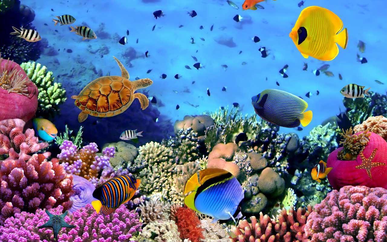 1280x800 Underwater world Wallpaper