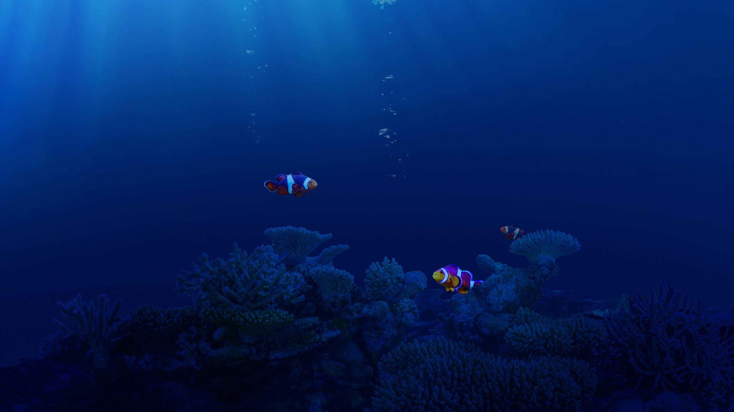 Underwater Laptop Wallpapers Top Free Underwater Laptop Backgrounds Wallpaperaccess 