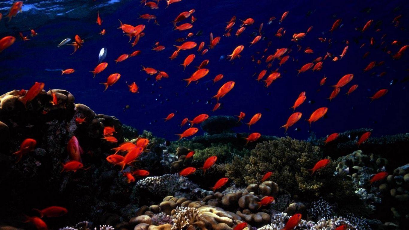 1366x768 Download wallpaper 1366x768 underwater, fish, sea bottom tablet, laptop HD background