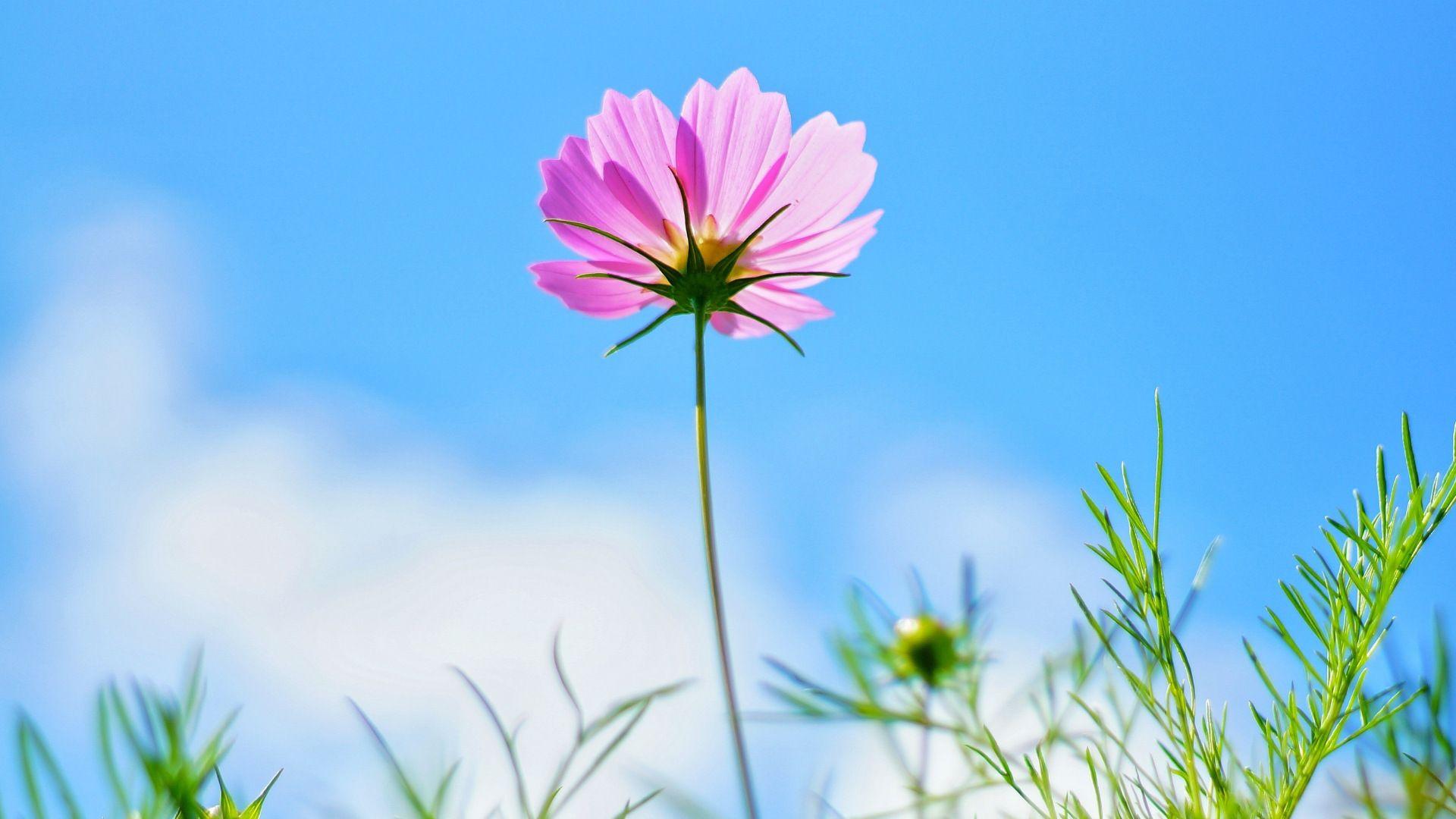 1920x1080 Pink Flower HD Wallpaperx1080