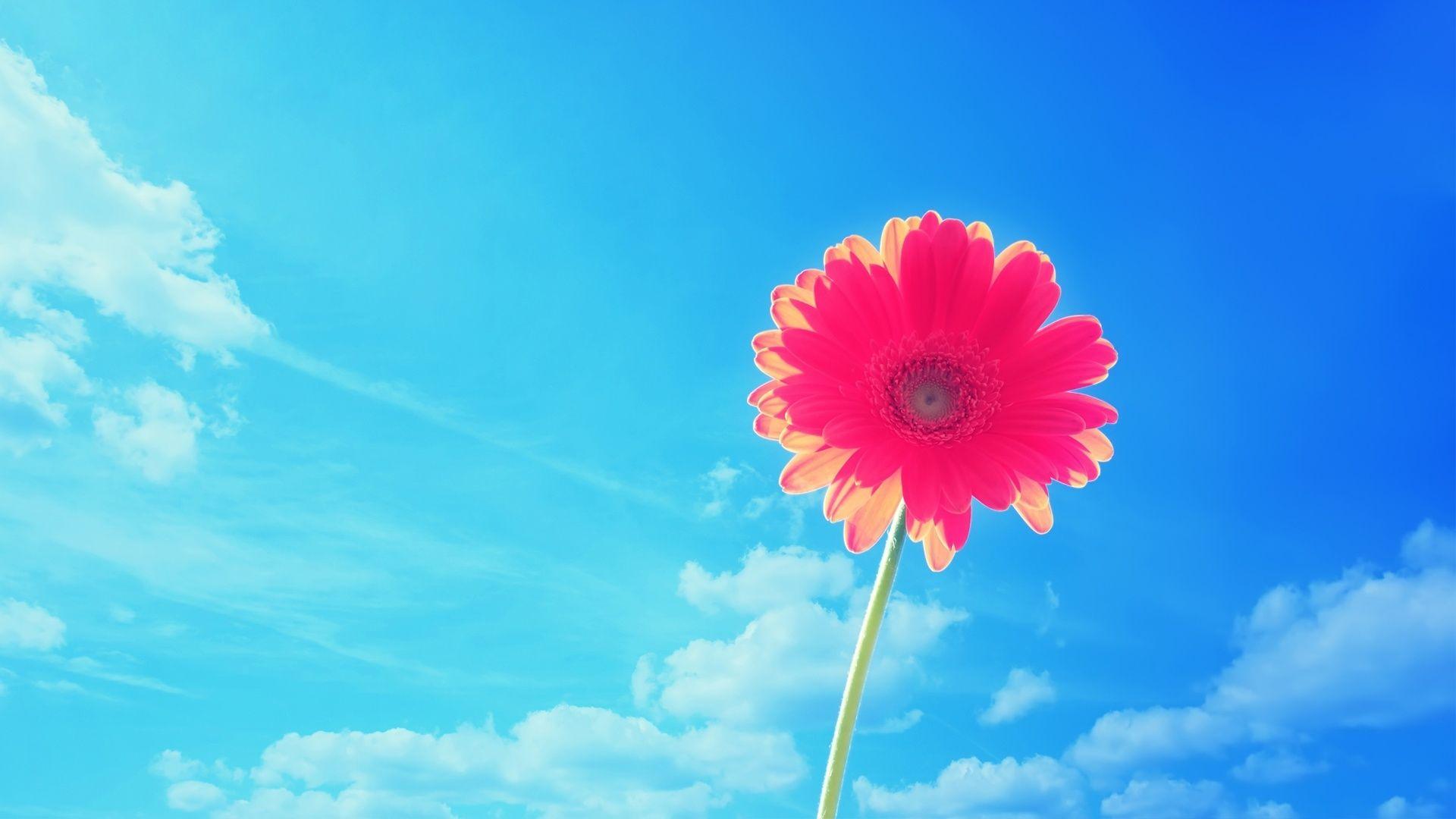 1920x1080 Free download Pink Gerbera Flower Wallpaper HD 1080p HD Wallpaper [ 1920x1080] for your Desktop, Mobile & Tablet. Explore Flowers Wallpaper HD 1080P. Wallpaper Flowers Rose HD, HD Flower Desktop