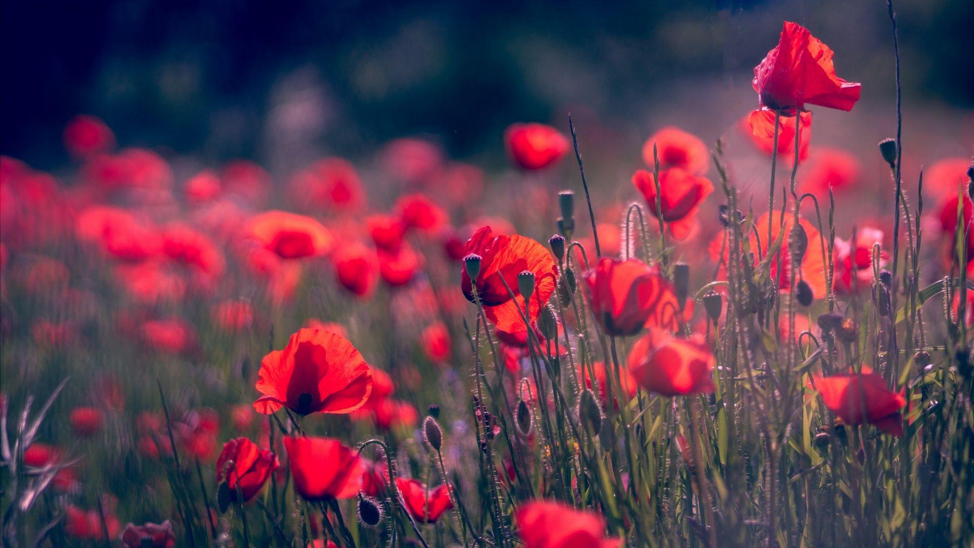 1920x1080 Download Poppy, Red Flower, Summer, 4K, 5K HD 1080p wallpaper 1920x1080