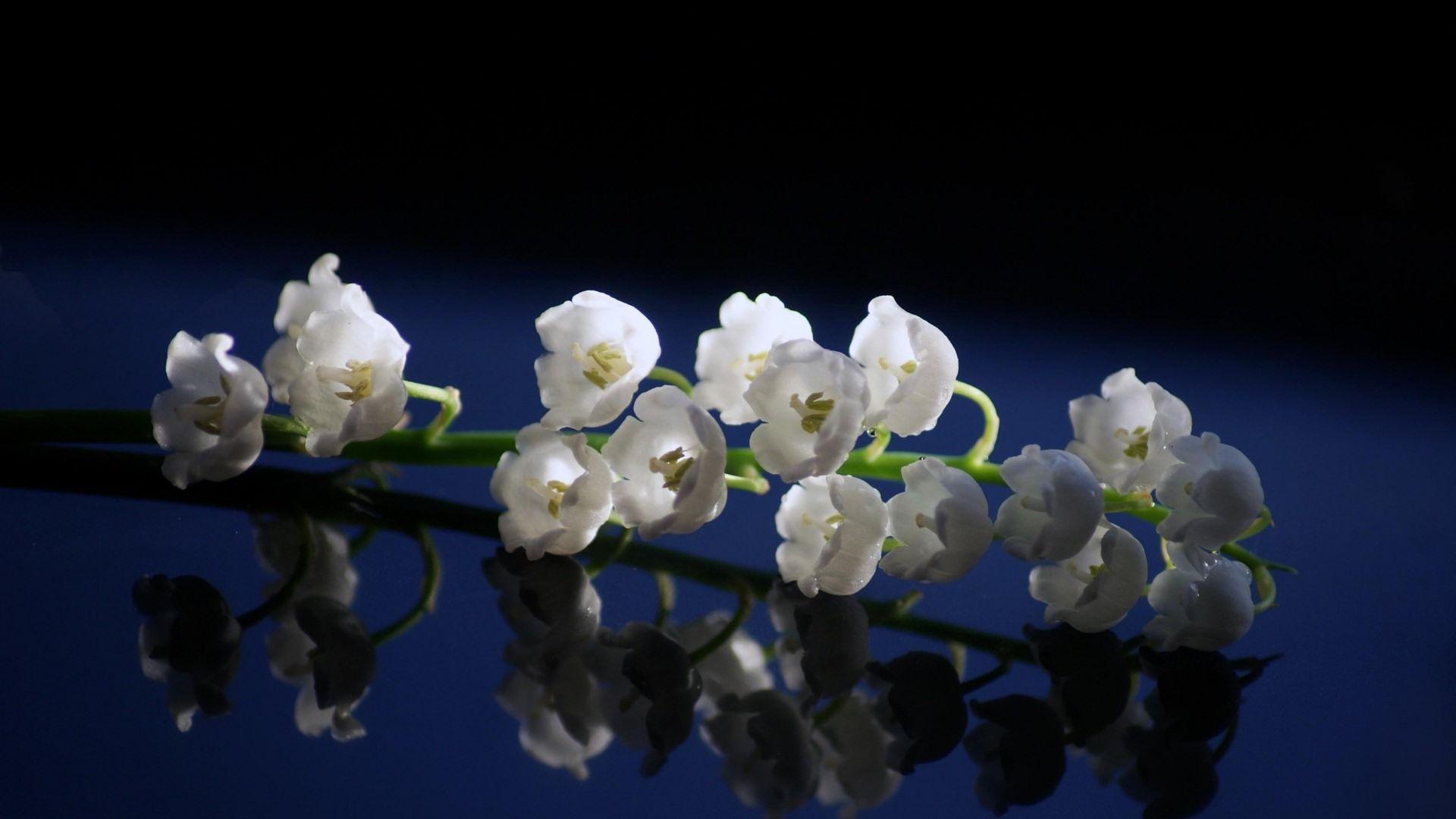1920x1080 Flowers Wallpaper HD Full HD 1080p 1920x1080
