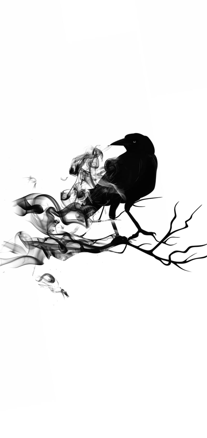800x1689 Crow, creed, pagan, penguin, pilot, prototype, raven, ravens, turtles, viking, HD phone wallpaper