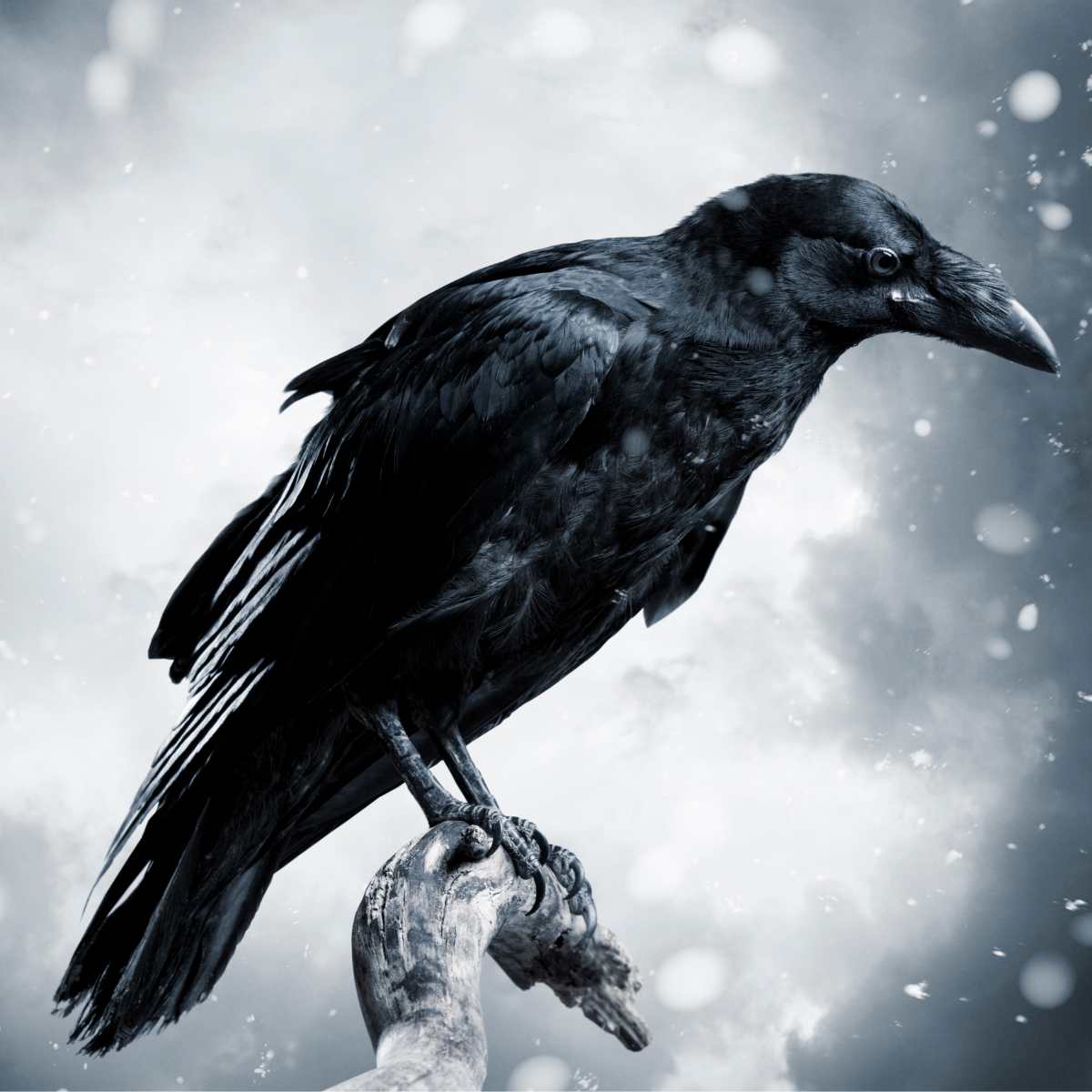 1200x1200 Viking Hugin Munin Hugin And Munin Art: Norse Mythology Raven Poster