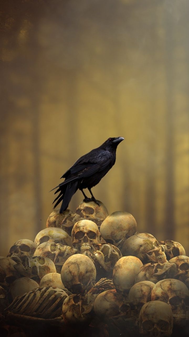 720x1280 Raven Bird Wallpaper