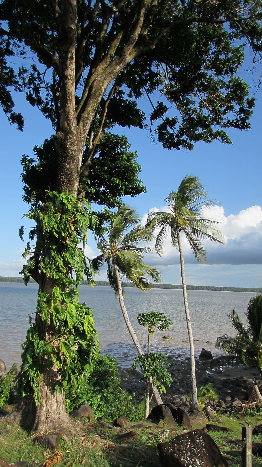 910x1619 French guiana 1080P, 2K, 4K, 5K HD wallpaper free download