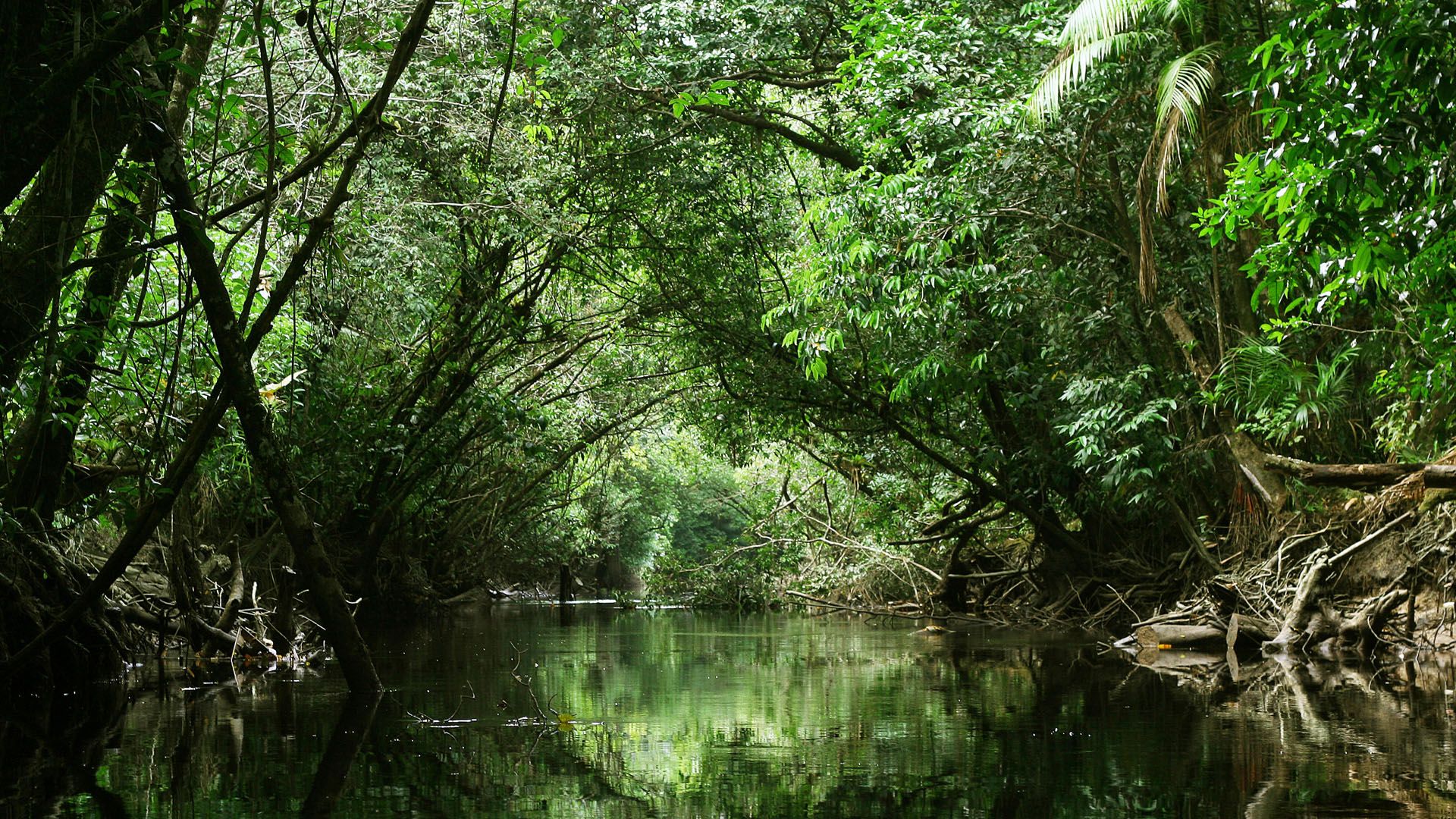 1920x1080 Jungle river stream through green rainforest canopy, French Guiana. Windows Spotlight Image