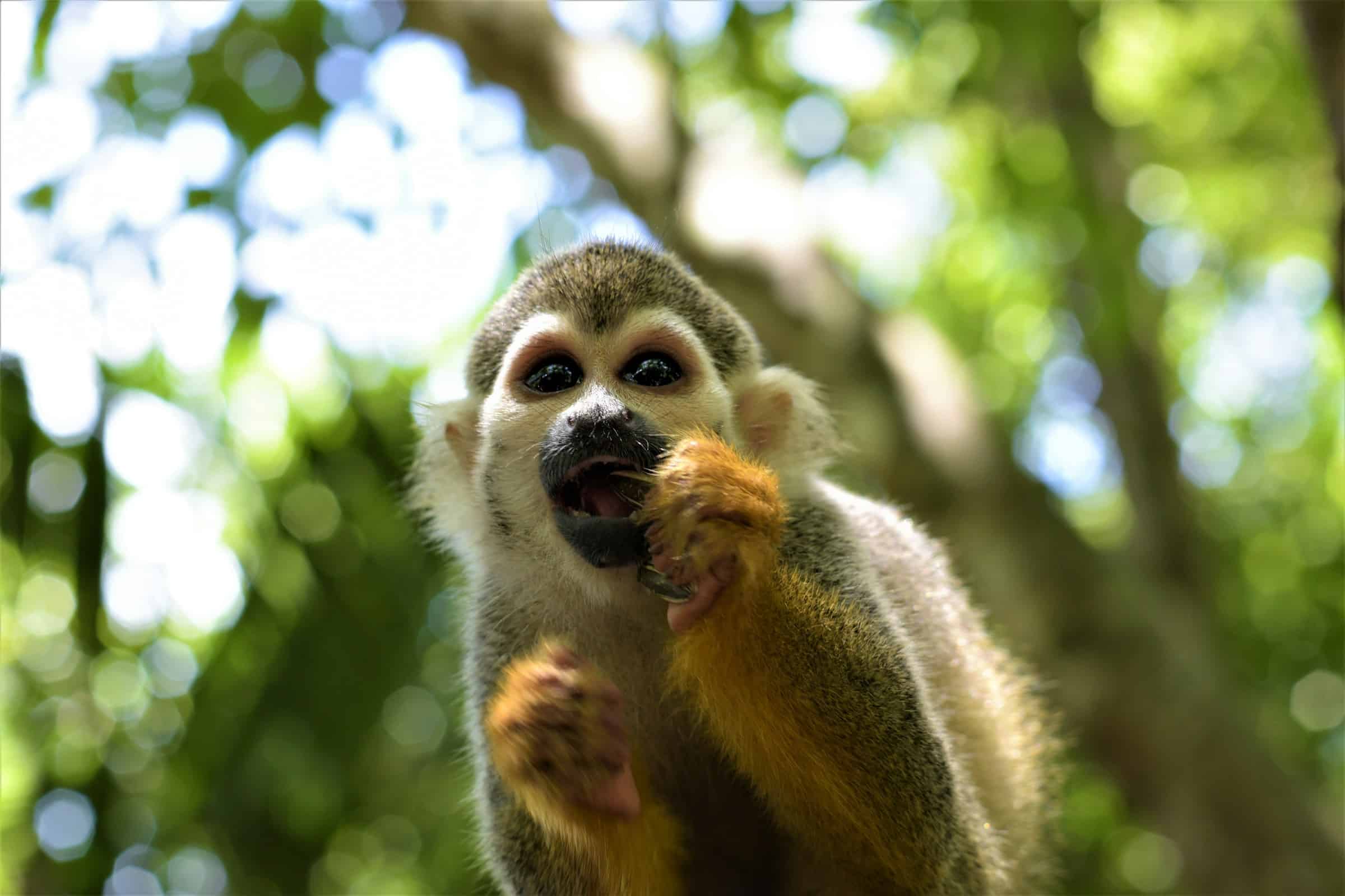 2400x1600 French Guiana