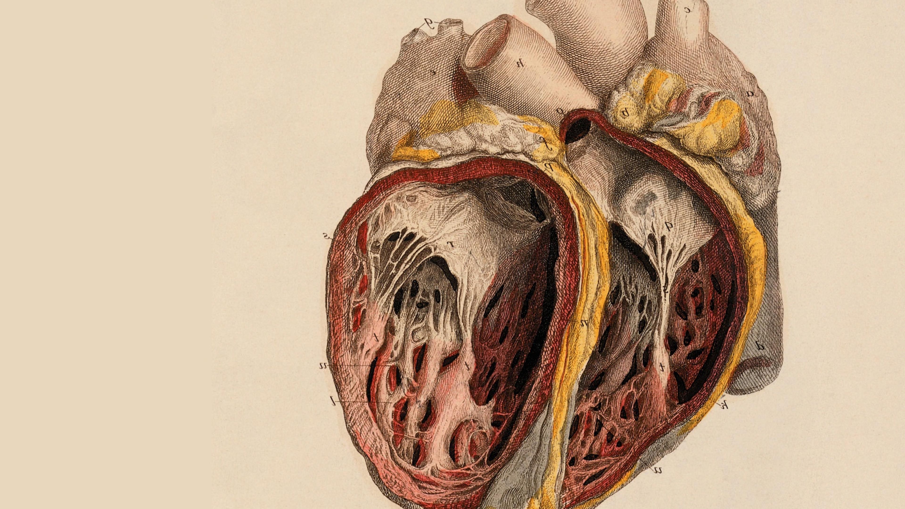 3840x2160 Anatomy 4k Wallpaper